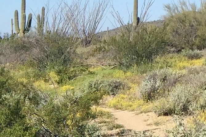 1-2 Hour Sonoran Desert Private Guided Hiking Tour - Key Highlights You’ll Actually Feel on This Hike