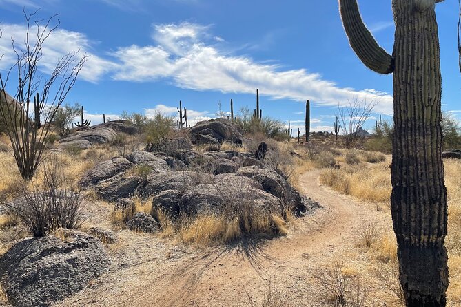 1-2 Hour Sonoran Desert Private Guided Hiking Tour - Why A Private Sonoran Hike Beats Doing It On Your Own