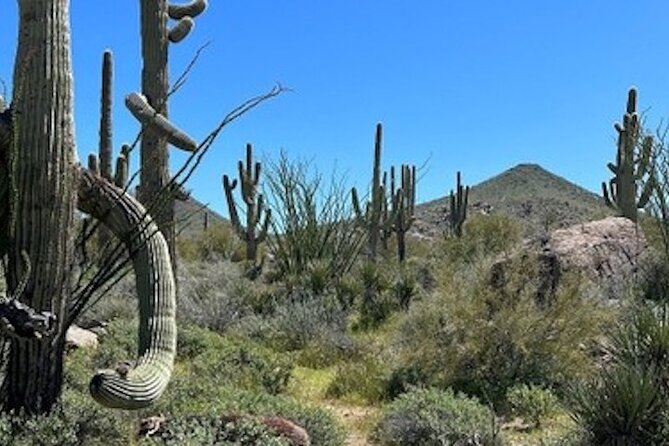 1-2 Hour Sonoran Desert Private Guided Hiking Tour - Stop At The Pima-Dynamite Trailhead: The Part You’ll Remember