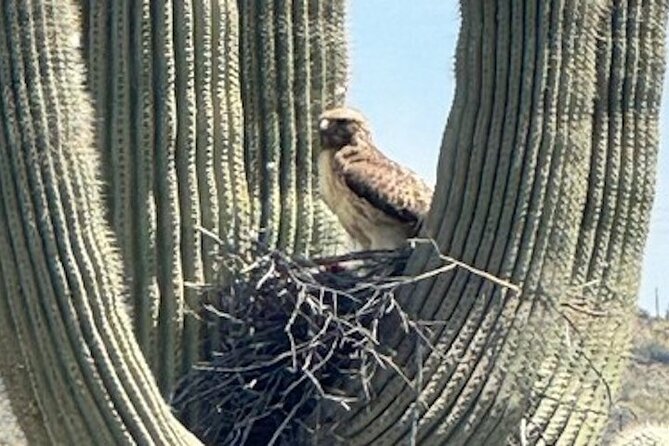 1-2 Hour Sonoran Desert Private Guided Hiking Tour - Snacks, Water, And Dry-Air Smart Moves