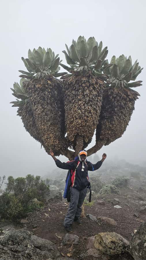 #1. Best Kilimanjaro Day hike Tour-Machame Route-ISMANI - Who should skip this day hike (and who will love it)