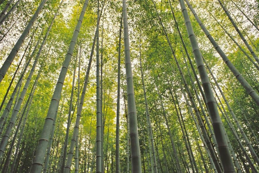 1-Day Tour from Nagoya: Hiking the Historic Nakasendo Trail - Who This Tour Fits Best, and When the Non-Hiking Option Helps