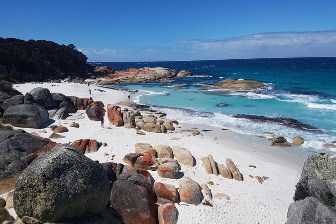 4 Day Wild Tasmania Tour / Wildlife, Nature, Hiking / Inc. Accom - A 4-day loop that trades city time for real Tasmania