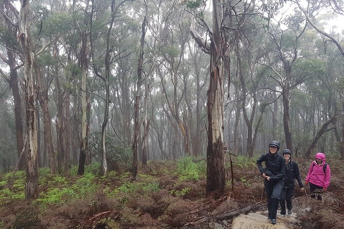 4 Day Wild Tasmania Tour / Wildlife, Nature, Hiking / Inc. Accom - Campbell Town bush cabin nights and why the campfire feels worth it