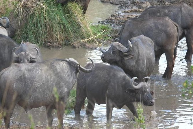 4 days Best experience Kilimanjaro Hike, Serengeti &Ngorongoro - Key highlights that make this 4-day Kilimanjaro and Northern Safari combo worth your attention