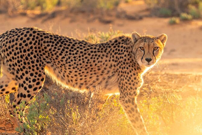 4 days Best experience Kilimanjaro Hike, Serengeti &Ngorongoro - The big-picture flow: from Arusha height to Serengeti safaris to Ngorongoro’s crater stage