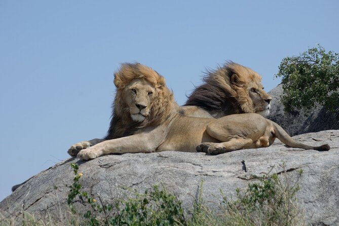 4 days Best experience Kilimanjaro Hike, Serengeti &Ngorongoro - Ngorongoro Conservation Area: Maasai coexisting with wildlife on a volcanic rim