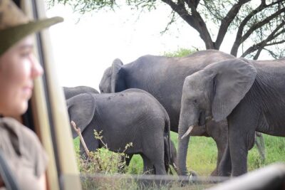 4 days Best experience Kilimanjaro Hike, Serengeti &Ngorongoro - Serengeti National Park: an evening game drive and a Seronera camp overnight