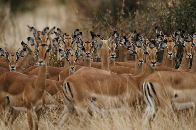 4 days Best experience Kilimanjaro Hike, Serengeti &Ngorongoro - Crater day: descending into Ngorongoro for Big Five viewing and more