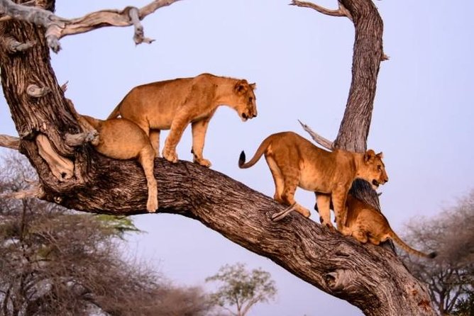 4 days Best experience Kilimanjaro Hike, Serengeti &Ngorongoro - Camping, food, and comfort: what’s included and what to expect in the tented nights