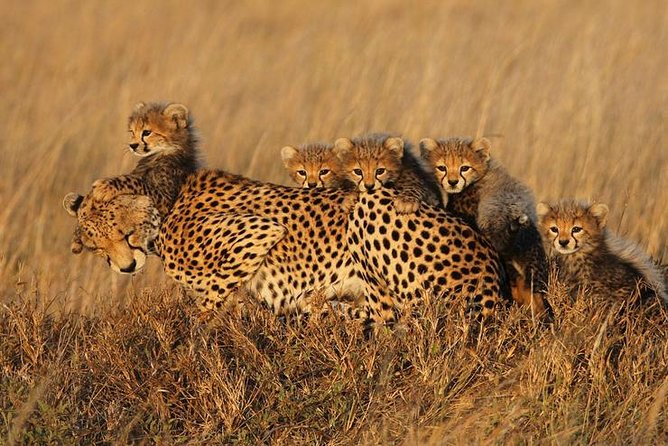 4 days Best experience Kilimanjaro Hike, Serengeti &Ngorongoro - Guides, communication, and how to get more out of each game drive