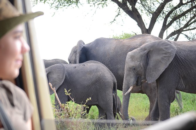 4 days Best experience Kilimanjaro Hike, Serengeti &Ngorongoro - Serengeti National Park: an evening game drive and a Seronera camp overnight