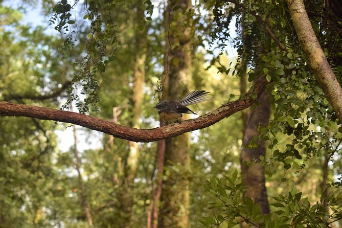 4-hour Lake Mapourika Kayak and Hike adventure, with Okarito Kiwi Sanctuary - Hot Drinks and Photo Extras: The Small Perks That Pay Back