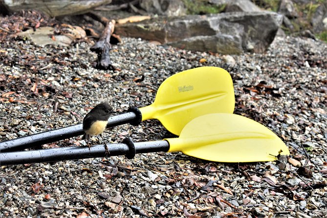 4-hour Lake Mapourika Kayak and Hike adventure, with Okarito Kiwi Sanctuary - Meeting Point and Timing: How to Plan Your Day