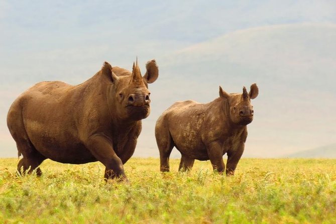 6 Days Serengeti Safari(hiking waterfalls &coffee tour) - Day 4 Ngorongoro Crater at 6:15am for black rhino chances