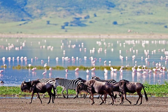 6 Days Serengeti Safari(hiking waterfalls &coffee tour) - Day 5 Lake Manyara: flamingoes, hippos, and rare tree-climbing lions
