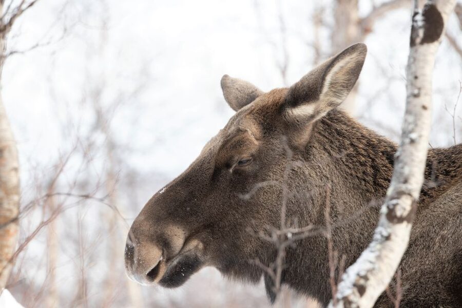 Abisko: Wilderness Snowshoe Hike - What the hike feels like on snowshoes