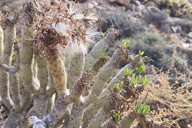 Ajuy and Las Peñitas : Hike to Legends and Wild West Coast - Morning logistics: 8:30am start and pickup rules that matter