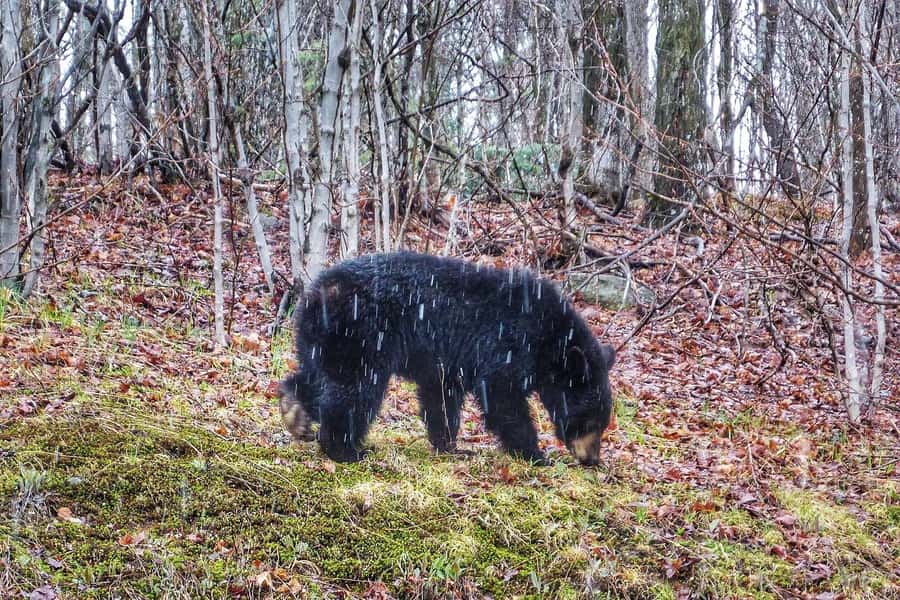 Algonquin Park Hiking: Adventure Tour from Toronto - Season-by-season: what changes in spring, summer, fall, and winter