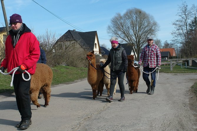 Alpaca hike in the Barnimer Feldmark - Key things that make this alpaca hike worth your time