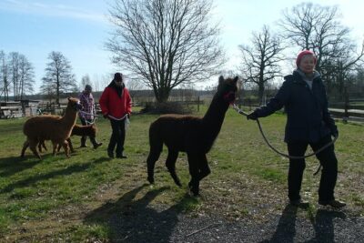 Alpaca hike in the Barnimer Feldmark - Meeting at Buchholz Saloon (Altlandsberg): plan your morning around a real start
