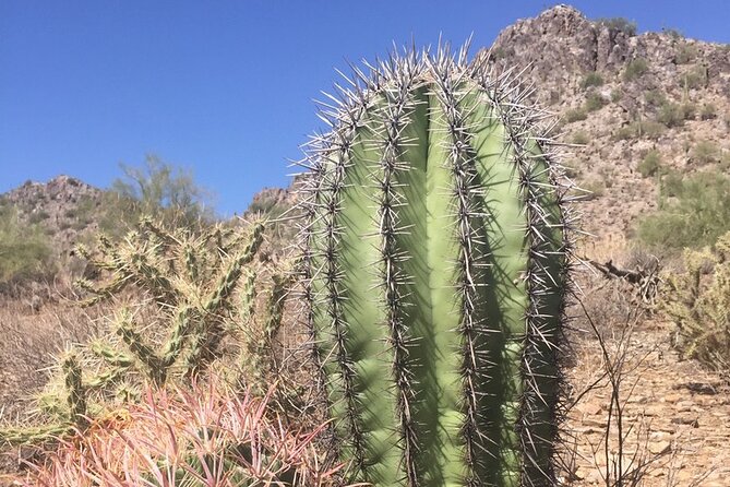 Amazing 2-Hour Guided Hiking Adventure in Phoenix, Arizona - Wildlife, flora, and geology: what you’ll notice besides the view