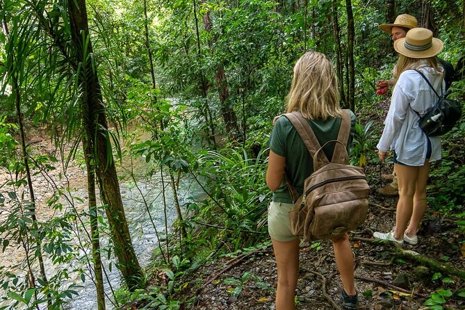 Amazing Daintree Rainforest Tour Waterfall Hike, Lunch, Swim & Crocodile Cruise - The waterfall hike: trail conditions, swim time, and what to pack in your head