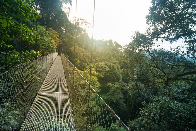 Arenal Hanging Bridges Hiking Tour - Canopy Bridges at Místico Park: what the 3.1 km circuit feels like