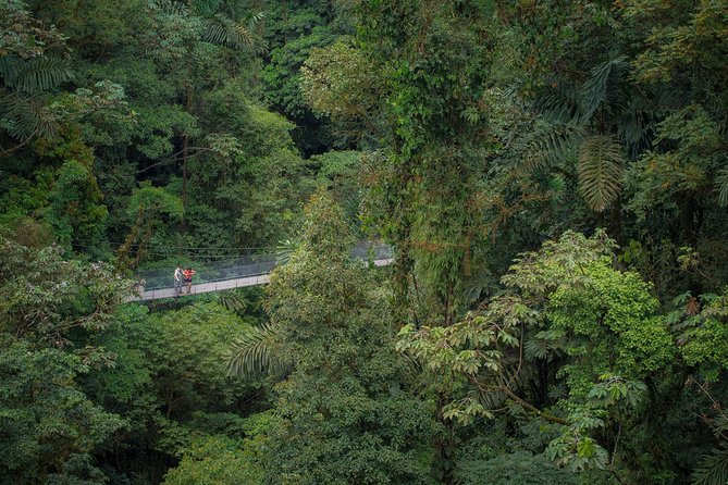 Arenal Hanging Bridges Hiking Tour - The bridge-and-canopy design: why it’s easier to spot animals