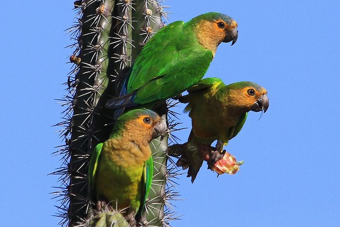 Arikok Adventurous Hiking Experience in Aruba - Key takeaways before you go