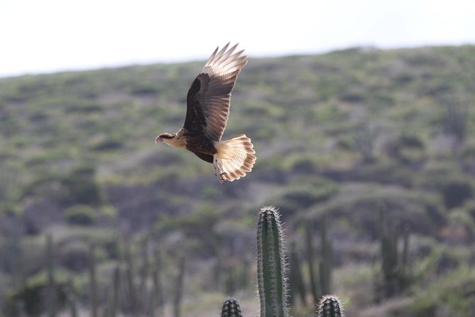 Arikok Adventurous Hiking Experience in Aruba - The hike itself: dusty rocks, cactus, and desert steps