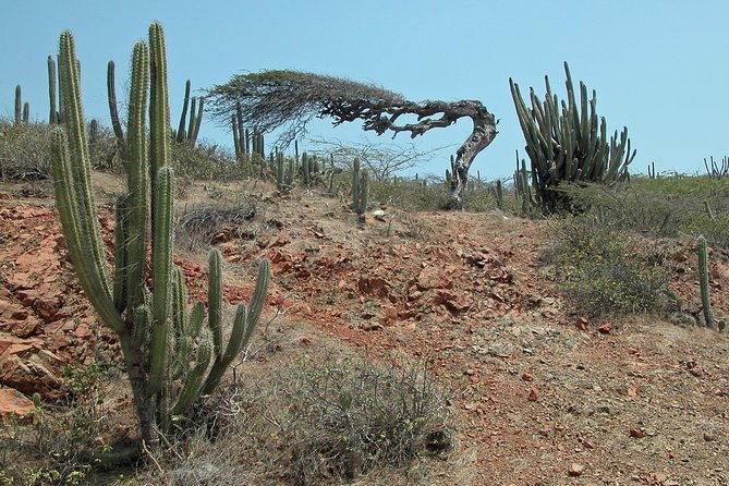 Arikok Adventurous Hiking Experience in Aruba - Wildlife sightings: how often you’ll actually spot the stars