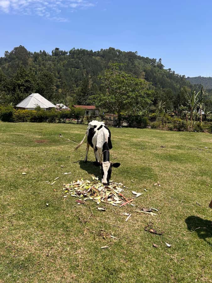 Arusha: Napuru Waterfalls Guided Hike - The forest reserve section under Mount Meru trees