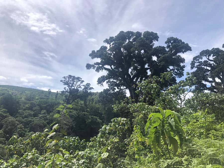 Arusha: Napuru Waterfalls Guided Hike - The river crossing and why footwear matters for your comfort
