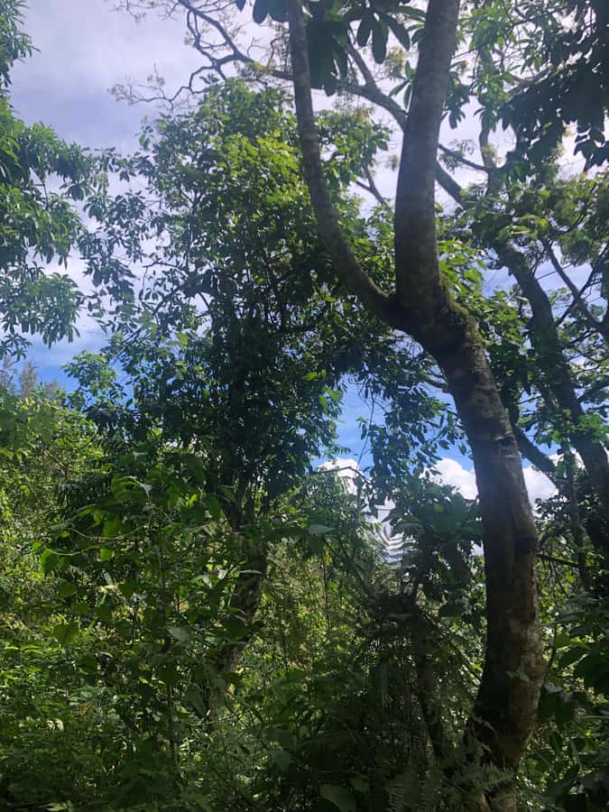 Arusha: Napuru Waterfalls Guided Hike - Napuru Waterfalls: the cool reward after the trail