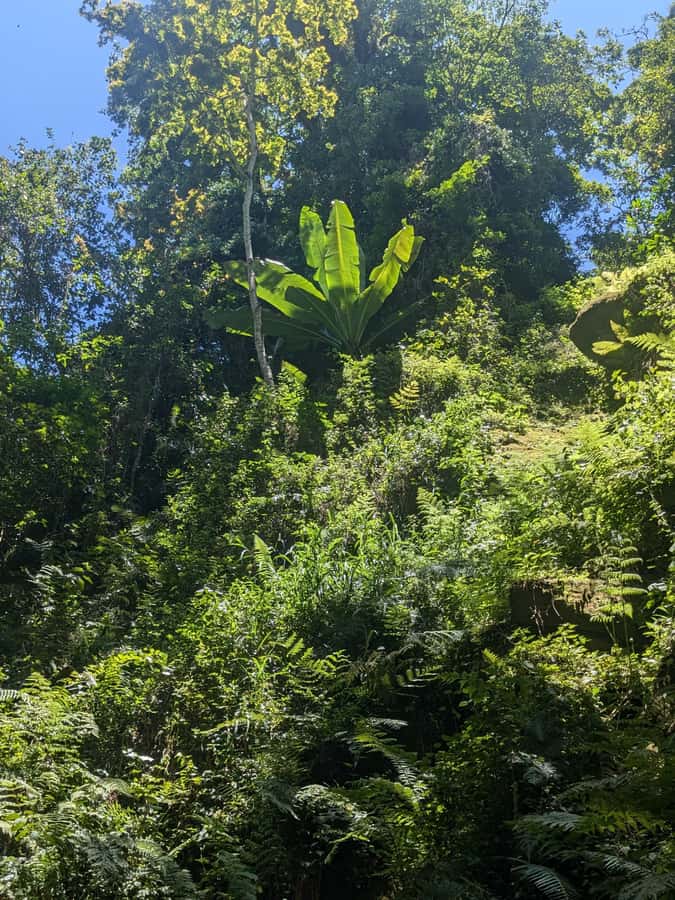 Arusha: Napuru Waterfalls Guided Hike - Who should book this Napuru Waterfalls hike?