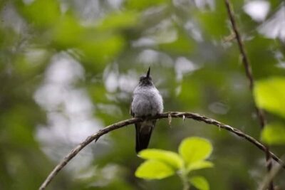 Babonneau/Castries: Rainforest Zip Line, Tram, and Hike Tour - The 4-Hour Plan: What Happens When the Day Starts