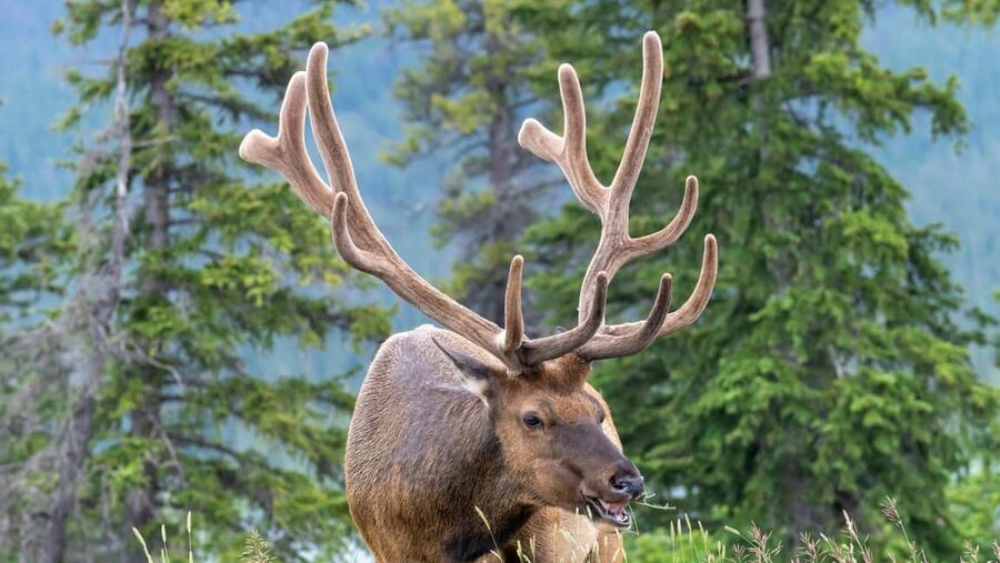 Banff/Canmore Moraine Lake & Lake Louise-Hike/Canoe/Sightsee - Wildlife Corridor Driving: Real Chances, Not Guarantees