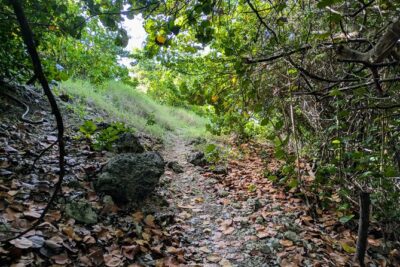 Barbados Hiking and Sightseeing Tour (Transport Included) - Price and what makes it feel like value at $140