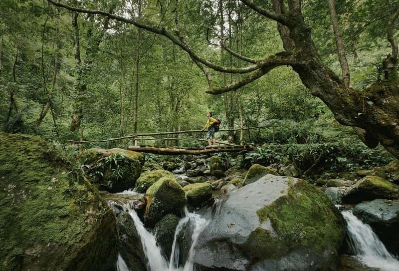 Batumi to Mtirala National park - Half day hiking group tour - The van ride: short time, winding roads, and why it matters