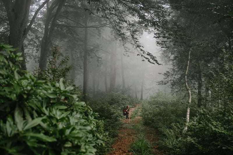Batumi to Mtirala National park - Half day hiking group tour - Who this tour fits best (and who should skip it)