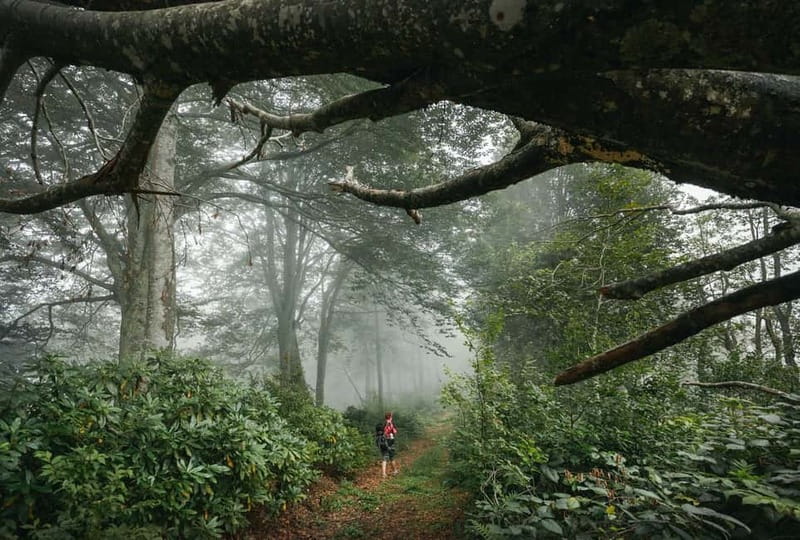 Batumi to Mtirala National park - Half day hiking group tour - Price and value: is $33 a fair deal?