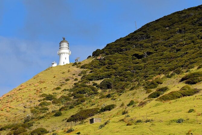 Bay of Islands Cruise & Island Tour - Snorkel, Hike,Swim,Wildlife - Second island stop for snorkel, swim, and saltwater downtime