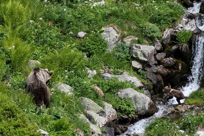 Bearwatching Hiking Day Tour in High Tatras from Poprad - Free pickup from Poprad and the other start towns