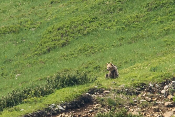 Bearwatching Hiking Day Tour in High Tatras from Poprad - The observation kit: binoculars and guide-led scanning