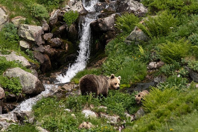 Bearwatching Hiking Day Tour in High Tatras from Poprad - Price and value: what $301.70 buys you