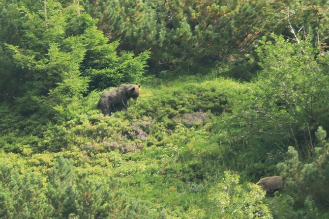 Bearwatching Hiking Day Tour in High Tatras from Poprad - A family friendly hike for moderate fitness