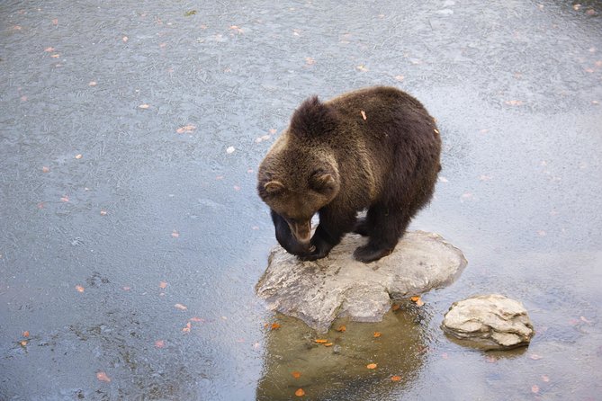 Bearwatching Hiking Day Tour in High Tatras from Poprad - When bears don’t show much: handling the wildlife reality