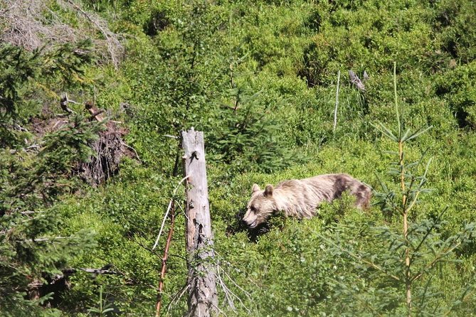 Bearwatching Hiking Day Tour in High Tatras from Poprad - Who should book this High Tatras bearwatching tour