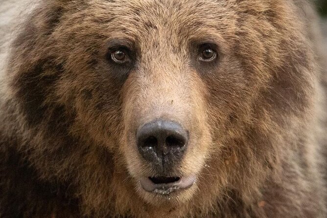 Bearwatching Hiking Day Tour in High Tatras from Poprad - One main stop in Tatras National Park: your day on the trail